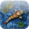 Koi Pond